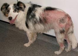 canine flea allergy dermatitis